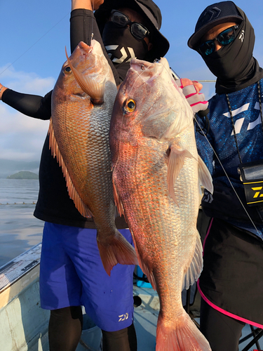 マダイの釣果