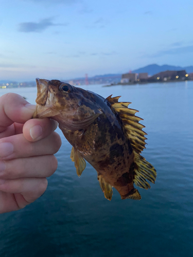 タケノコメバルの釣果