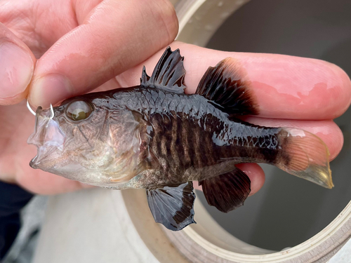 クロイシモチの釣果