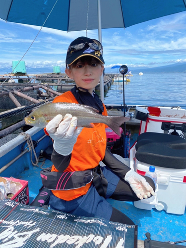 イサキの釣果