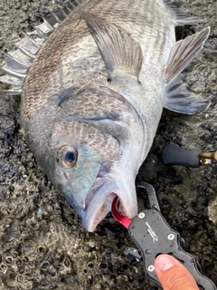 チヌの釣果