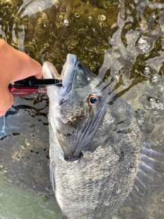 チヌの釣果