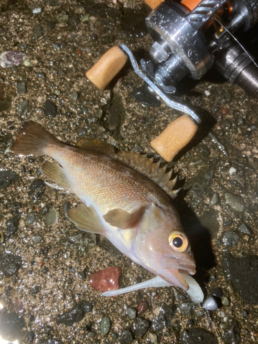 エゾメバルの釣果