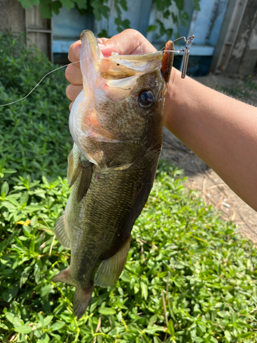 ラージマウスバスの釣果