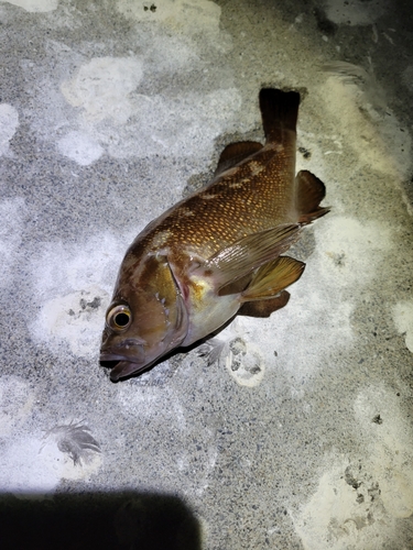 メバルの釣果