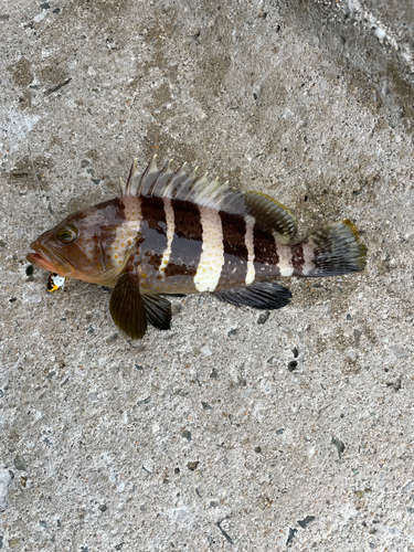 マハタの釣果