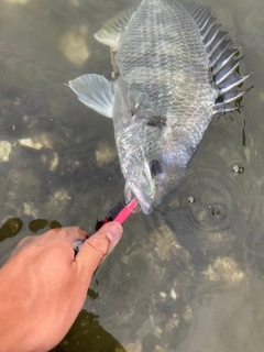 キビレの釣果