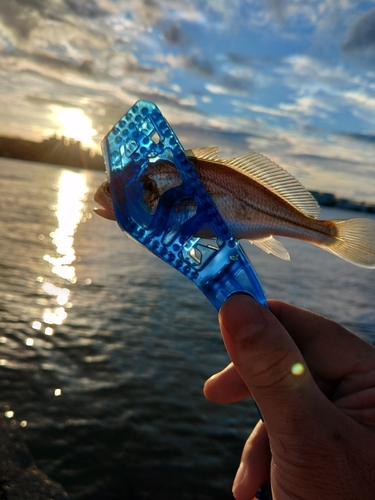 イシモチの釣果