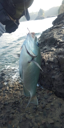 メジナの釣果