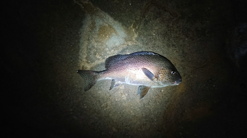 コロダイの釣果