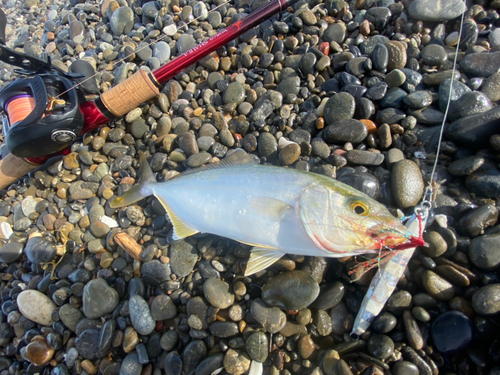 ショゴの釣果