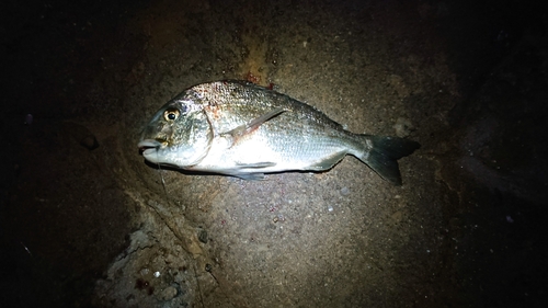 ヘダイの釣果