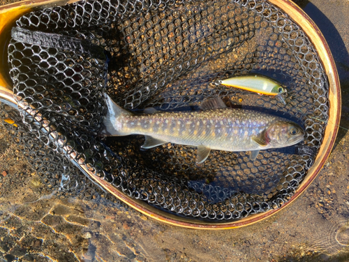 イワナの釣果