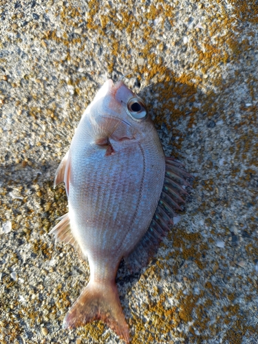 チャリコの釣果