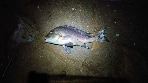 コロダイの釣果