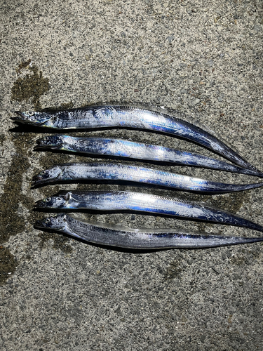 タチウオの釣果