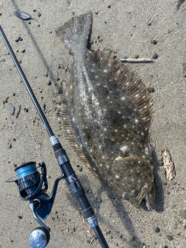 ヒラメの釣果