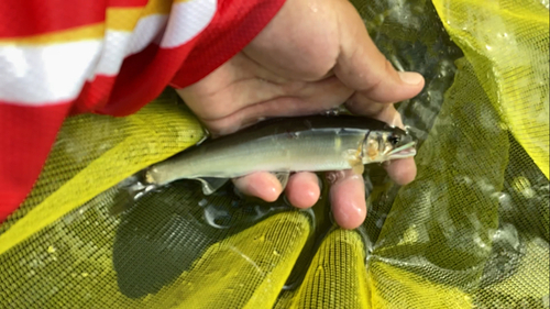 アユの釣果