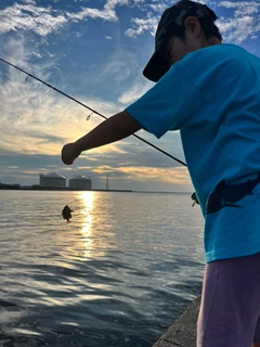 サンバソウの釣果