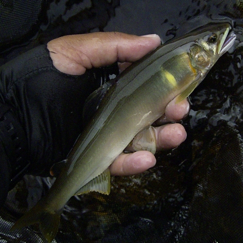 アユの釣果