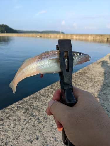 キスの釣果