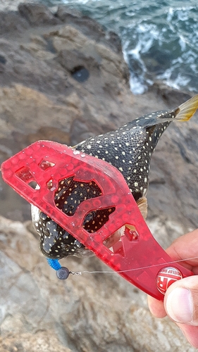 クサフグの釣果