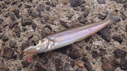 キスの釣果