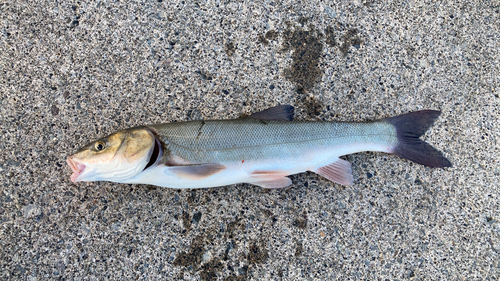 ウグイの釣果