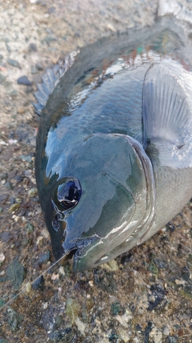 クチブトグレの釣果