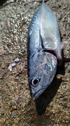 ヒラソウダの釣果