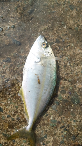 シマアジの釣果