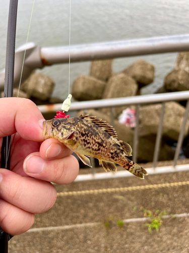 クロソイの釣果