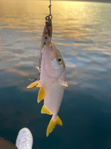 ショゴの釣果