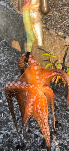 タコの釣果