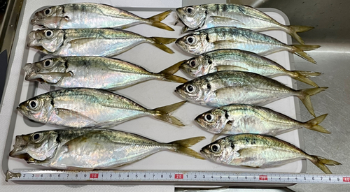 アジの釣果