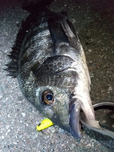 チヌの釣果