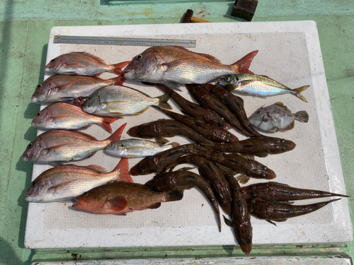 マダイの釣果