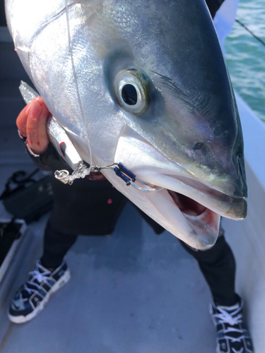 ブリの釣果