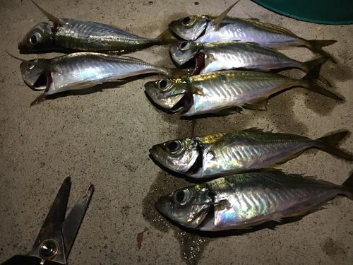 アジの釣果