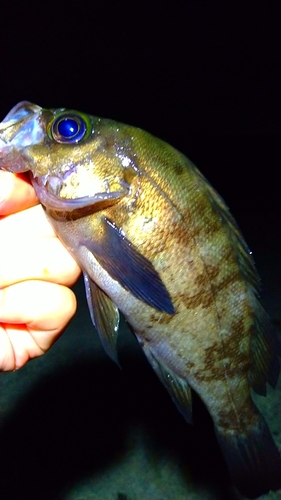 メバルの釣果