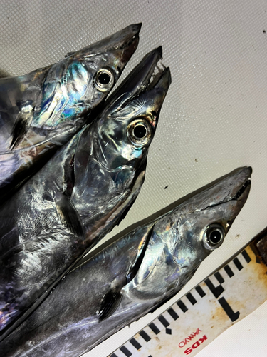 タチウオの釣果