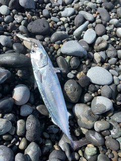 ソウダガツオの釣果