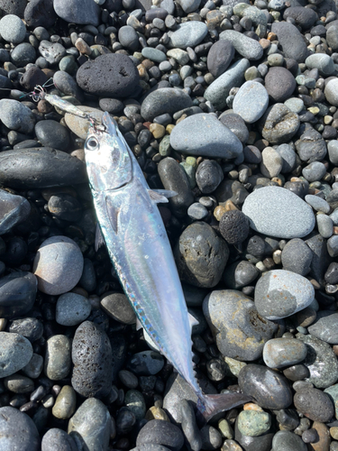 ソウダガツオの釣果