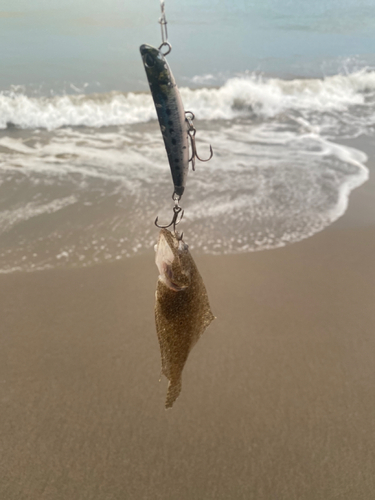 ソゲの釣果