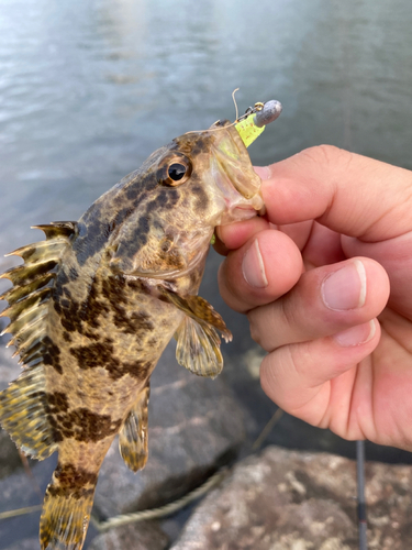 タケノコメバルの釣果