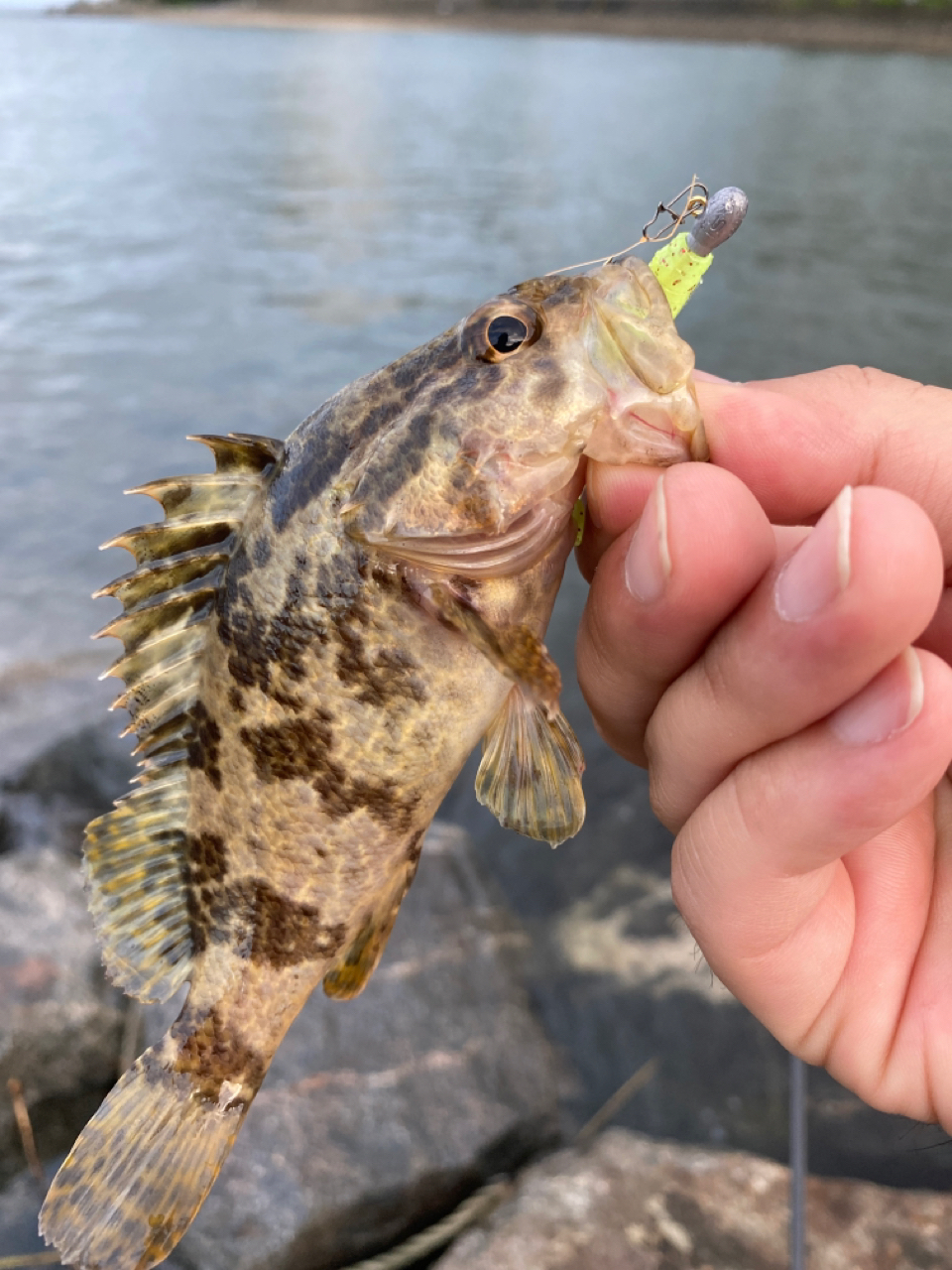 タケノコメバル