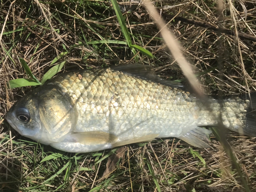 ヘラブナの釣果