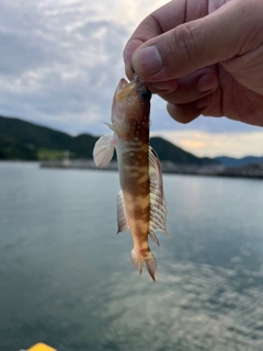 イトヒキハゼの釣果