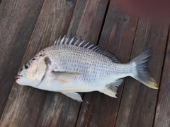 キビレの釣果