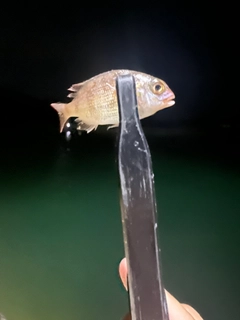 チャリコの釣果